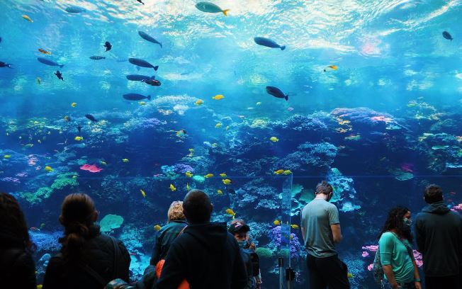 Dubai Aquarium and Underwater Zoo