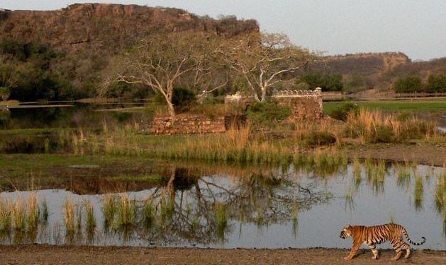 Ranthambhor National Park